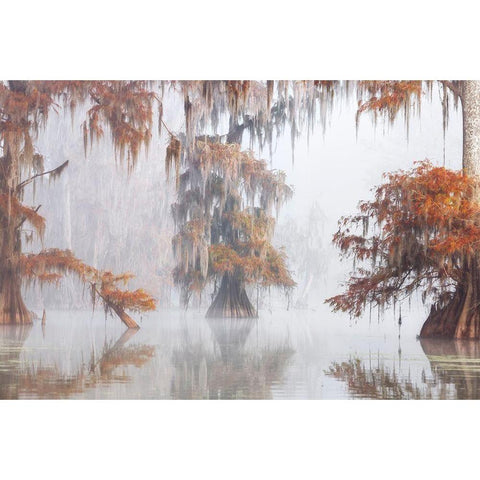 Mysty Bayou Black Modern Wood Framed Art Print by Marchegiani, Roberto
