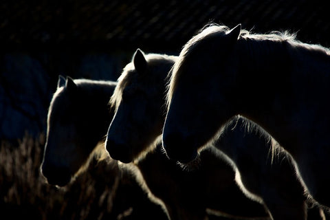 Horses (Colored Version) Black Ornate Wood Framed Art Print with Double Matting by Romaggi, Michel