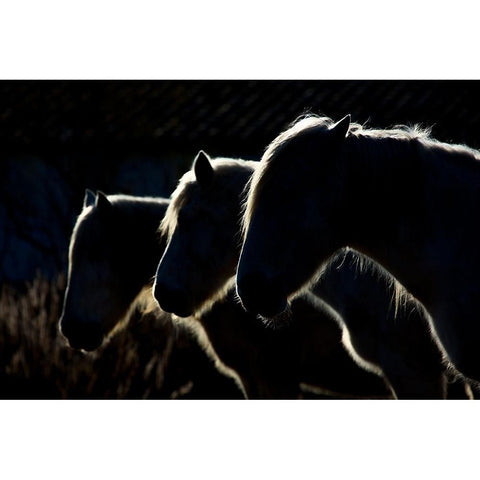 Horses (Colored Version) White Modern Wood Framed Art Print by Romaggi, Michel