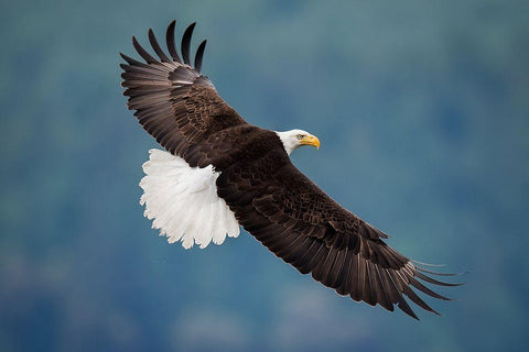 The Pose Black Ornate Wood Framed Art Print with Double Matting by H Yang, David