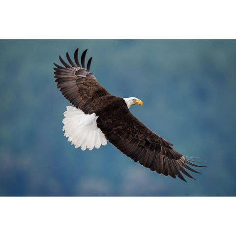 The Pose Black Modern Wood Framed Art Print by H Yang, David