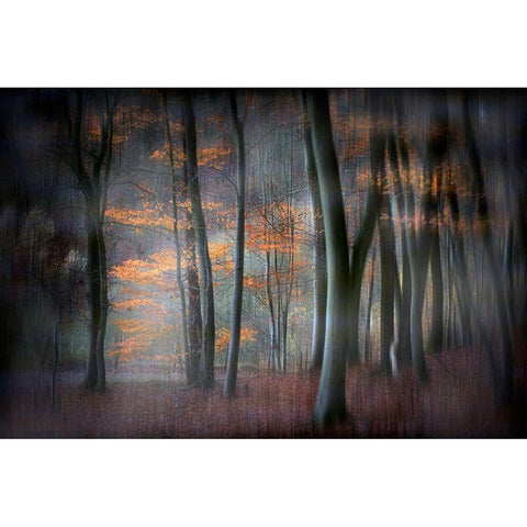 Enchanted Forest Black Modern Wood Framed Art Print with Double Matting by Romaggi, Michel