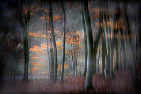 Enchanted Forest White Modern Wood Framed Art Print with Double Matting by Romaggi, Michel