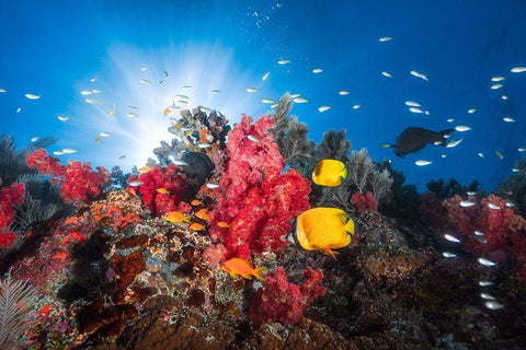 Reef Life Black Ornate Wood Framed Art Print with Double Matting by Gabriel, Barathieu