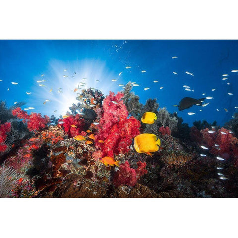 Reef Life Gold Ornate Wood Framed Art Print with Double Matting by Gabriel, Barathieu