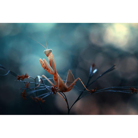 Praying Mantis Black Modern Wood Framed Art Print by Gapur Dayak, Abdul