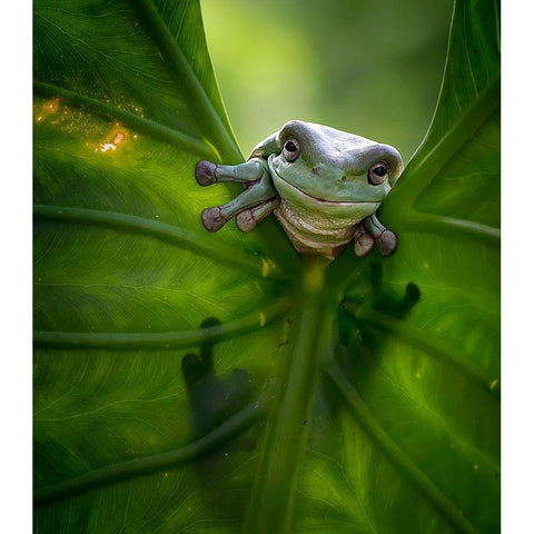 Peek A Boo Black Modern Wood Framed Art Print by Maududdin, Fauzan