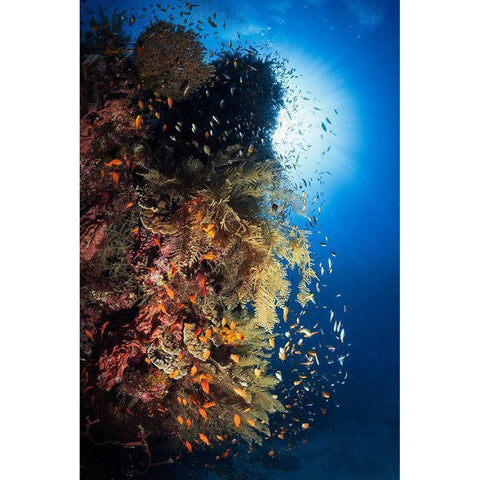 Life Explosion Black Modern Wood Framed Art Print with Double Matting by Gabriel, Barathieu