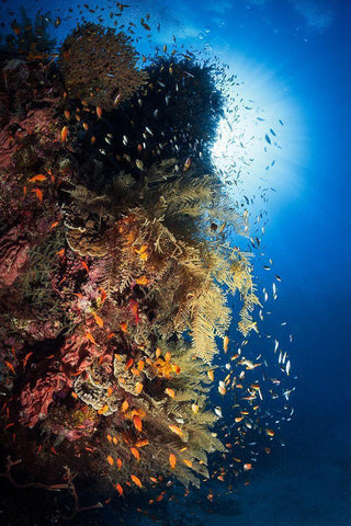 Life Explosion Black Ornate Wood Framed Art Print with Double Matting by Gabriel, Barathieu