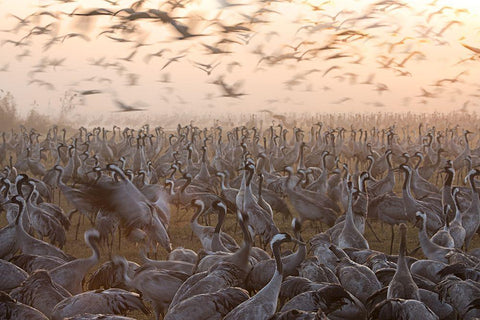 The Mass Black Ornate Wood Framed Art Print with Double Matting by Eichelberg, Amnon