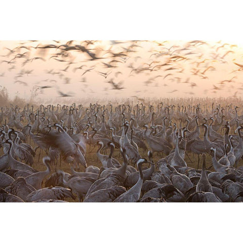 The Mass White Modern Wood Framed Art Print by Eichelberg, Amnon