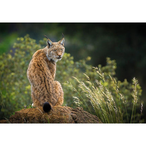 Wild Look. White Modern Wood Framed Art Print by Saavedra Ruiz, Sergio