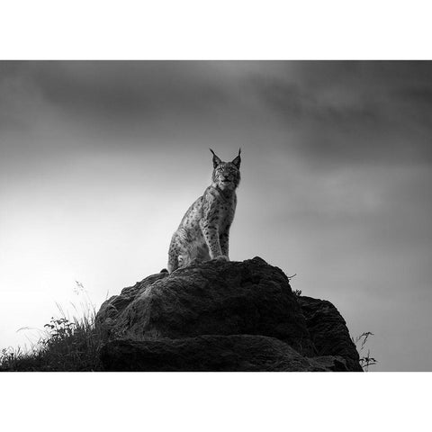 Lynx Drama. Black Modern Wood Framed Art Print with Double Matting by Saavedra Ruiz, Sergio