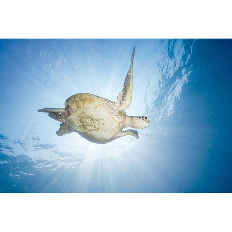 Sea Turtle - Green Turtle Black Modern Wood Framed Art Print with Double Matting by Gabriel, Barathieu