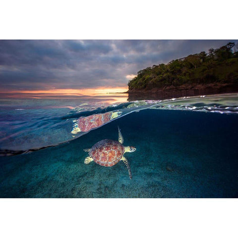 Green Turtle With Sunset Gold Ornate Wood Framed Art Print with Double Matting by Gabriel, Barathieu