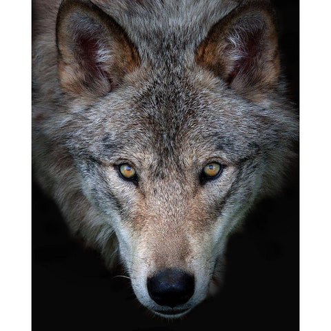 All The Better To See You - Timber Wolf Black Modern Wood Framed Art Print by Cumming, Jim