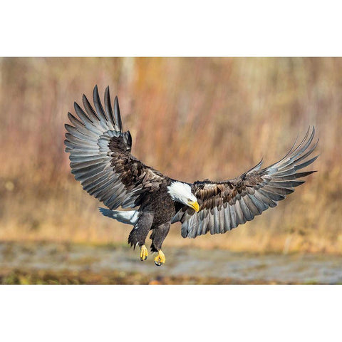 Eagle Flight Gold Ornate Wood Framed Art Print with Double Matting by Centioli, Mike