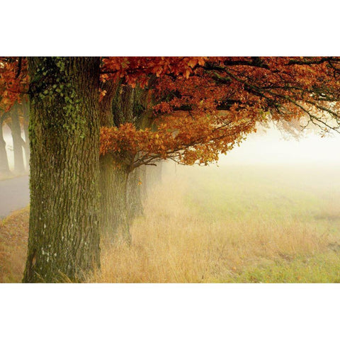 Autumn Fog Black Modern Wood Framed Art Print with Double Matting by Sillen, Christina