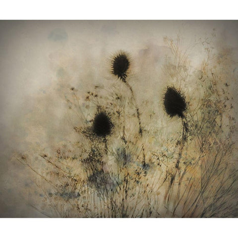 Seed Boxes Black Modern Wood Framed Art Print with Double Matting by Talen, Nel