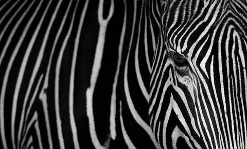 Stripes White Modern Wood Framed Art Print with Double Matting by Saavedra Ruiz, Sergio