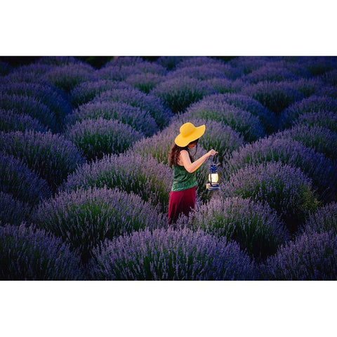 Lavender White Modern Wood Framed Art Print by Ayden, Cem
