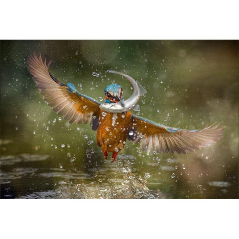 Kingfisher Gold Ornate Wood Framed Art Print with Double Matting by Ghizzi Panizza, Alberto