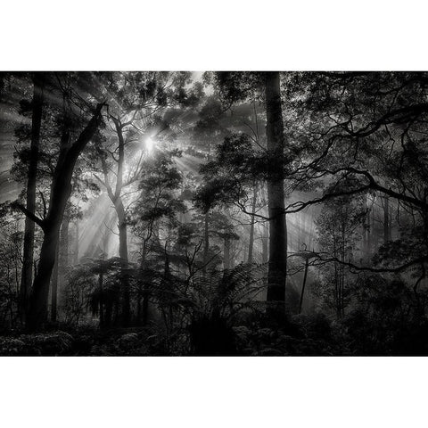 Primary Forest Black Modern Wood Framed Art Print with Double Matting by Guillemot, Mathilde