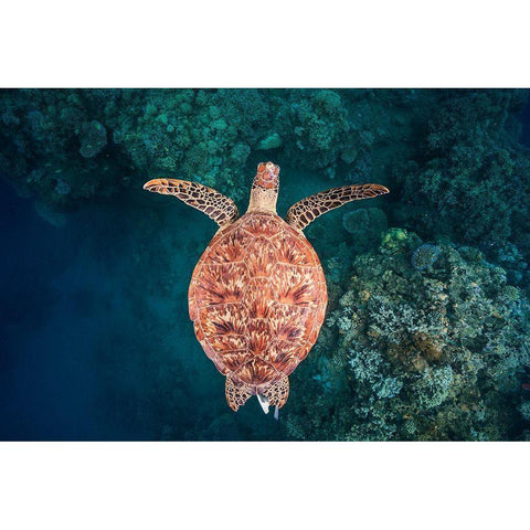 Flying Over The Reef Gold Ornate Wood Framed Art Print with Double Matting by Gabriel, Barathieu