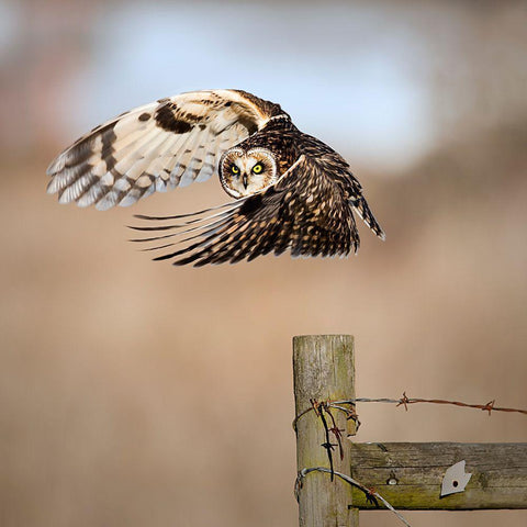 I See You! White Modern Wood Framed Art Print with Double Matting by Wong, Fion