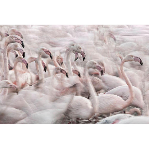 In The Pink Transhumance Black Modern Wood Framed Art Print with Double Matting by Benezech, Martine