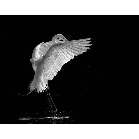 Portrait Of A Great White Egret Black Modern Wood Framed Art Print with Double Matting by Wang, Kevin