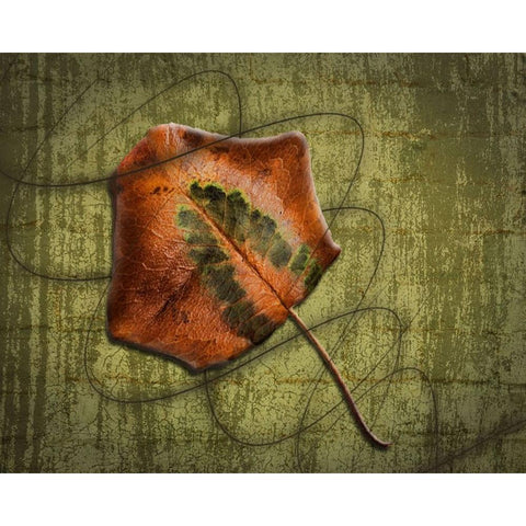 Single Leaf Swirl 1 Black Modern Wood Framed Art Print with Double Matting by H. Bowen, Sherry