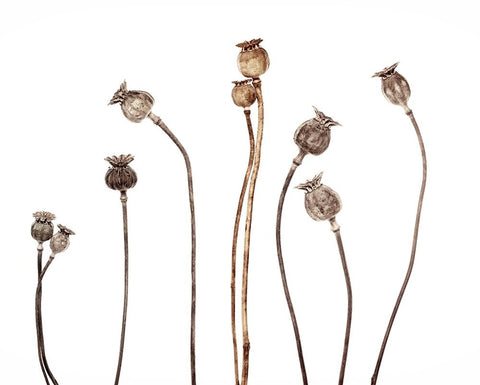 Poppies Black Ornate Wood Framed Art Print with Double Matting by Gronkjar, Lotte