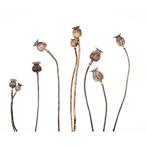 Poppies Black Modern Wood Framed Art Print by Gronkjar, Lotte