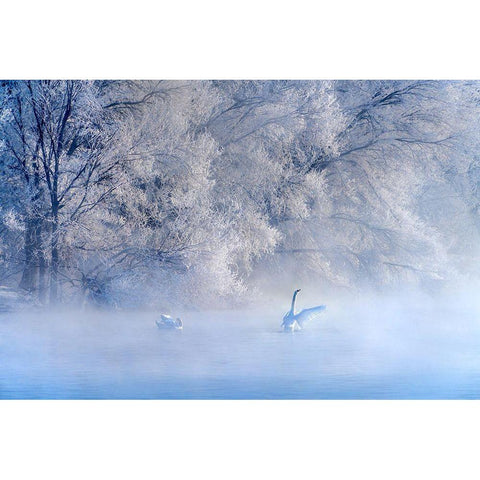 Swan Lake White Modern Wood Framed Art Print by Zhu, Hua