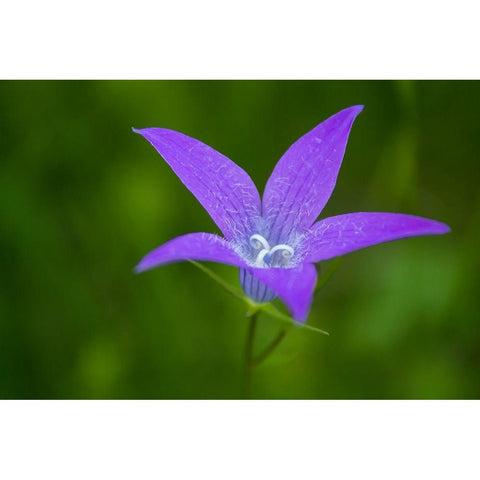 Violet Flower Black Modern Wood Framed Art Print by Bogdan, Mihalcea