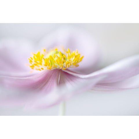 Anemone White Modern Wood Framed Art Print by Disher, Mandy