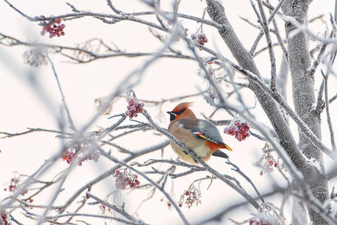 Waxwing White Modern Wood Framed Art Print with Double Matting by Selezenev, Konstantin