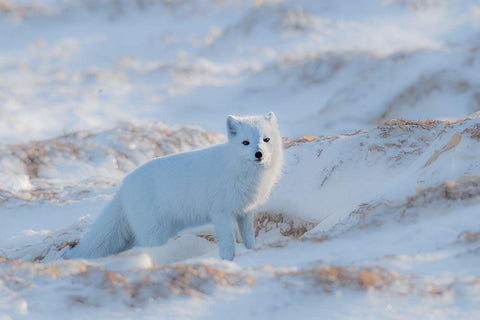 Arctic Fox White Modern Wood Framed Art Print with Double Matting by Fischer, Jie