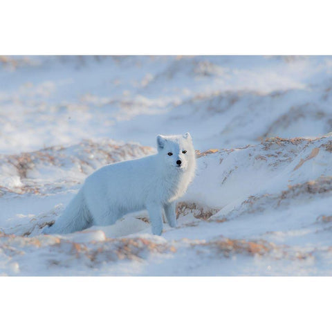 Arctic Fox White Modern Wood Framed Art Print by Fischer, Jie