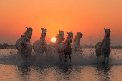 Sunset In Camargue White Modern Wood Framed Art Print with Double Matting by Anton, Rostovskiy