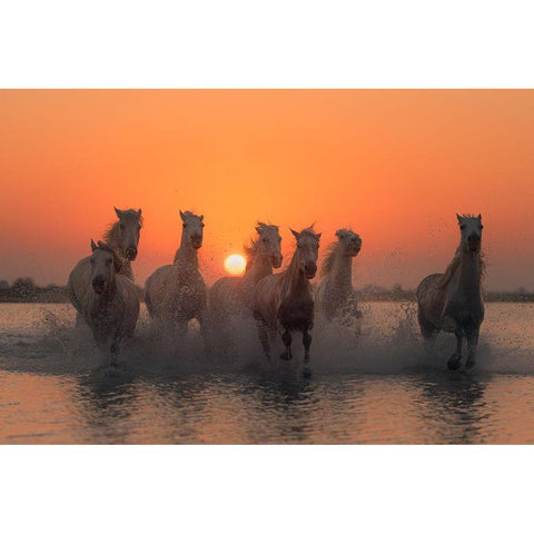 Sunset In Camargue White Modern Wood Framed Art Print by Anton, Rostovskiy