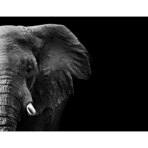 Elephant White Modern Wood Framed Art Print by WildPhotoArt