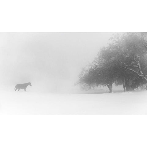 Lone Horse White Modern Wood Framed Art Print by Eliash, Tomer