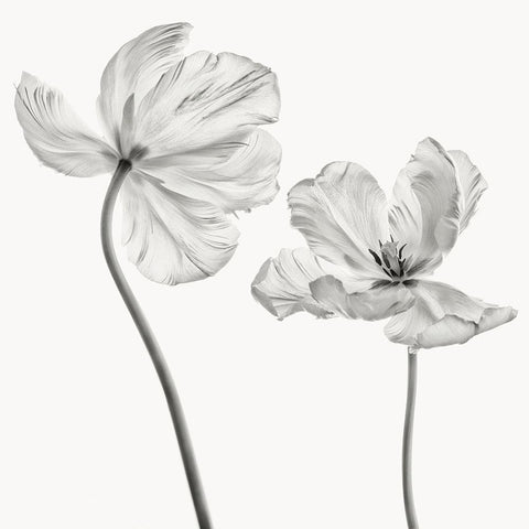 Same Tulip : Front- And Backview White Modern Wood Framed Art Print with Double Matting by Gronkjar, Lotte
