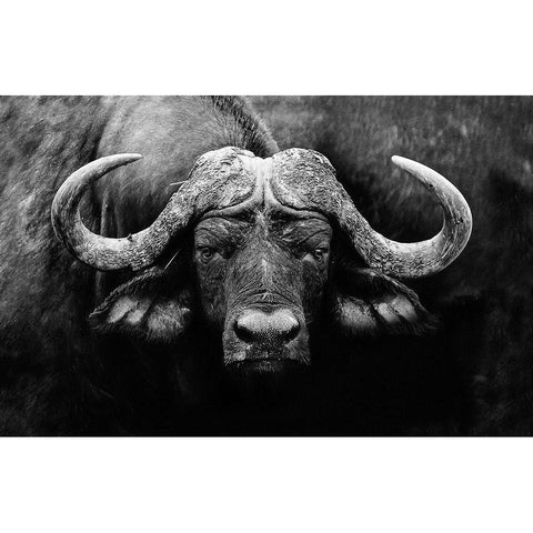 The Stare Black Modern Wood Framed Art Print by Wildphotoart