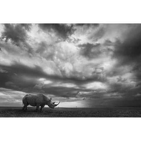 Rhino Land Black Modern Wood Framed Art Print with Double Matting by Moreno, Mario