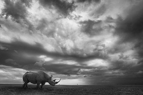 Rhino Land White Modern Wood Framed Art Print with Double Matting by Moreno, Mario