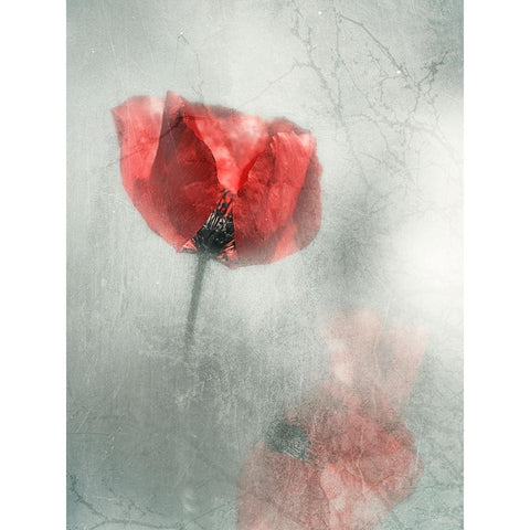 Untitled Black Modern Wood Framed Art Print by Ignatova, Desislava