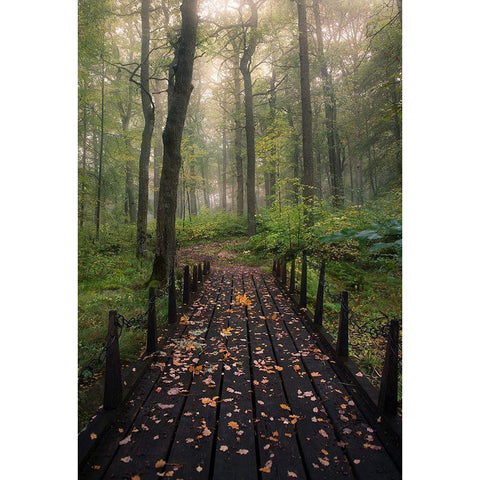 Misty Morning Black Modern Wood Framed Art Print by Lindsten, Christian